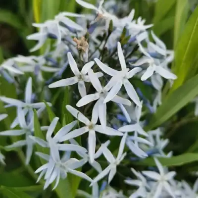 Амсония иволистная в Сморгони