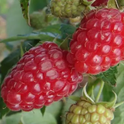 Малина РАДЗИЕВА в Сморгони