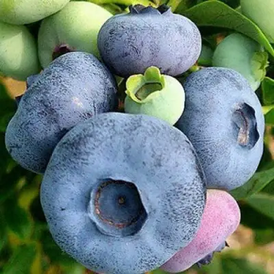 Голубика ПАТРИОТ в Сморгони