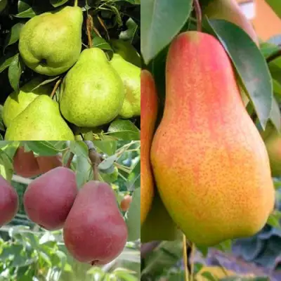 Комплект ГРУШЕВОЕ АССОРТИ в Сморгони