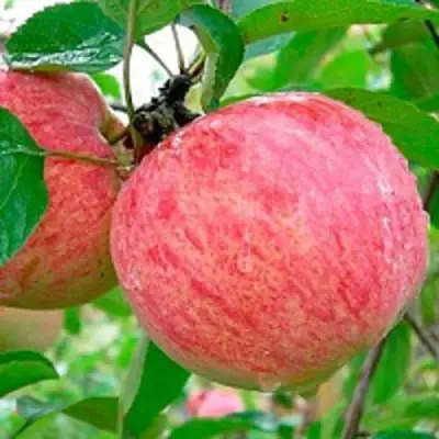 Яблоня КОРИЧНОЕ ПОЛОСАТОЕ в Сморгони