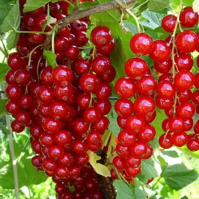 Смородина красная ЙОНКЕР ВАН ТЕТЦ в Сморгони