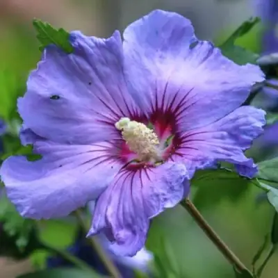 Гибискус МАРИНА сирийский в Сморгони