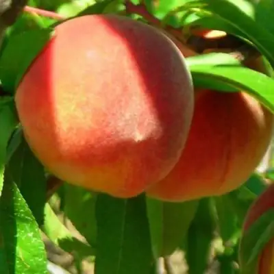 Персик РЕД ХЕВЕН в Сморгони