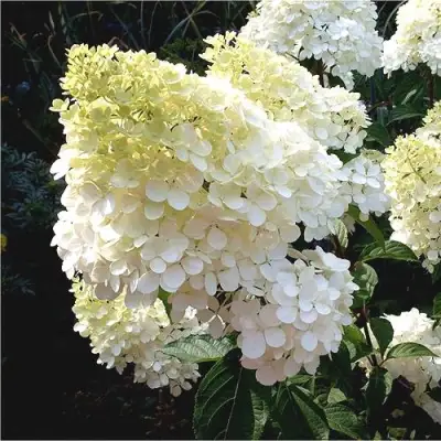 Гортензия ДИАМАНТИНО метельчатая в Сморгони