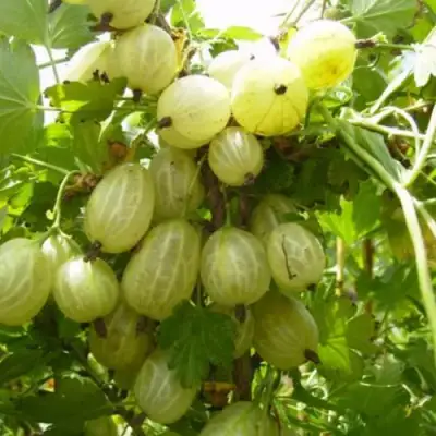 Крыжовник ИНВИКТА в Сморгони