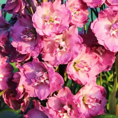 Дельфиниум ДЕЛЬФИС ПИНК ПАУЭ высокий в Сморгони