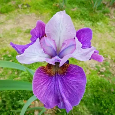 Ирис ЛАЙТ ОВ ХАРТ сибирский в Сморгони