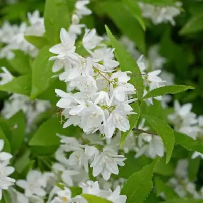 Дейция шершавая в Сморгони