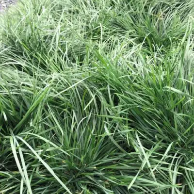 Щучка ГОЛДТАУ дернистая в Сморгони