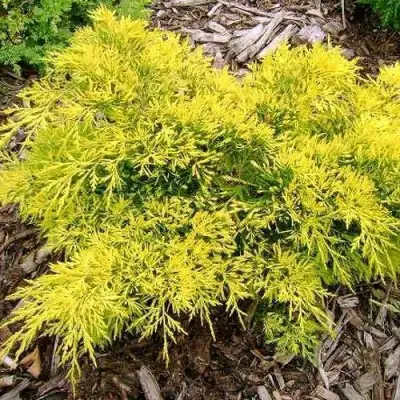 Можжевельник КИНГ ОФ СПРИНГ средний в Сморгони