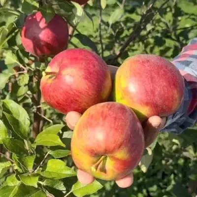 Яблоня ПОСПЕХ в Сморгони