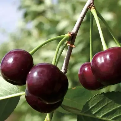 Дюк КСЕНИЯ (ЧЕРЕВИШНЯ) в Сморгони