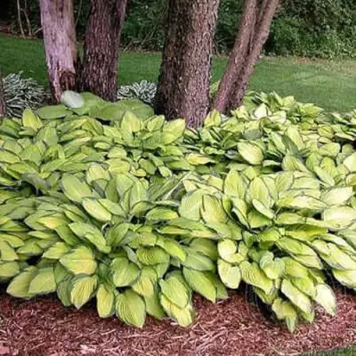 Хоста ГОЛД СТАНДАРТ Форчуна в Сморгони