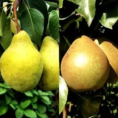 Комплект ДУЭТ в Сморгони