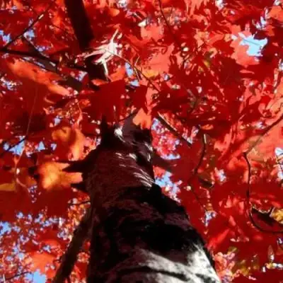 Дуб красный в Сморгони