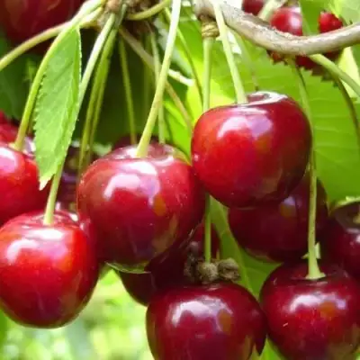 Вишня ХАРИТОНОВСКАЯ в Сморгони