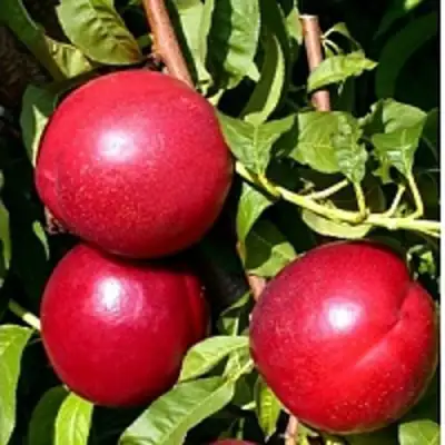 Нектарин ХАРКО в Сморгони