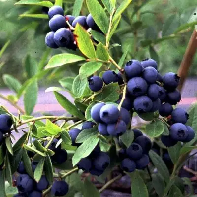 Голубика ДЖЕРСИ в Сморгони