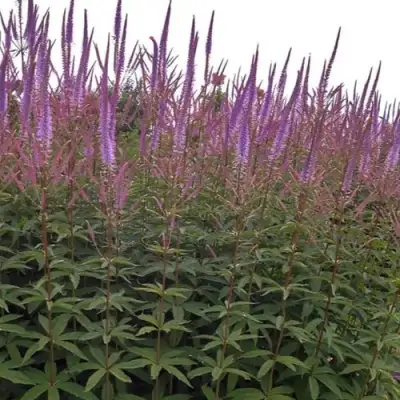 Вероникаструм ФАСЦИНЕЙШН в Сморгони