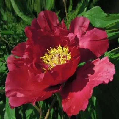 Пион КРАСНЫЙ ЛОТОС древовидный в Сморгони