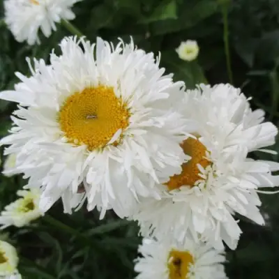 Нивяник КРЕЙЗИ ДЕЙЗИ наибольший в Сморгони