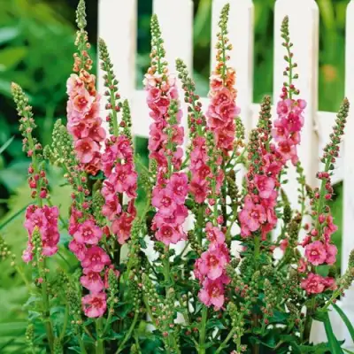 Коровяк ПИНК ДОМИНО гибридный (вербаскум) в Сморгони