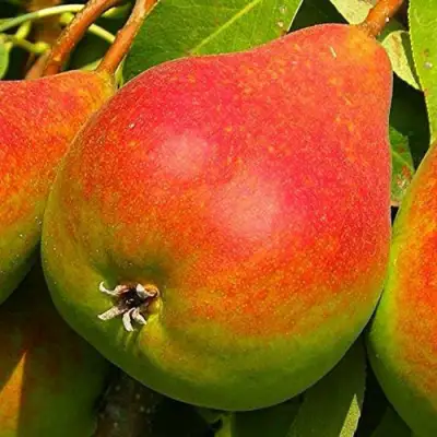 Груша ГЕРА в Сморгони