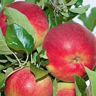 Яблоня СЕНАТОР колонновидная в Сморгони