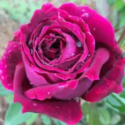 Роза РОЯЛ ПАЛАС японская в Сморгони