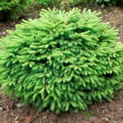 Ель НИДИФОРМИС обыкновенная в Сморгони