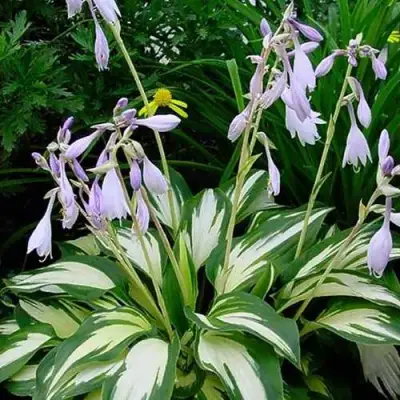 Хоста КРИСМАС КЭНДИ гибридная в Сморгони