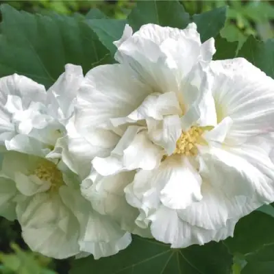 Гибискус АДМИРАЛ ДЕВЕЙ сирийский в Сморгони