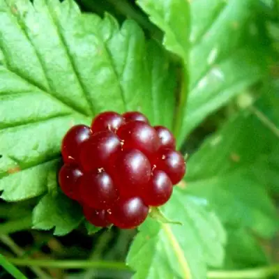 Княженика ЭЛПЕ в Сморгони