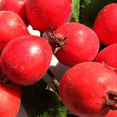 Боярышник КРУПНОПЛОДНЫЙ в Сморгони