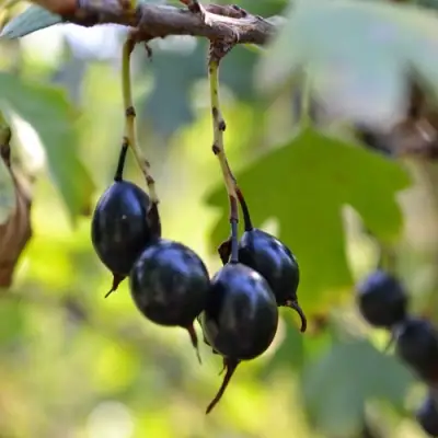 Смородина золотистая ДУСТЛИК в Сморгони