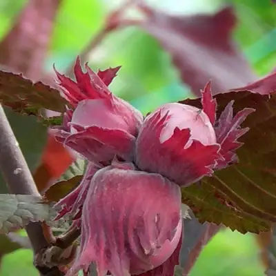 Фундук КАРДИНАЛ в Сморгони