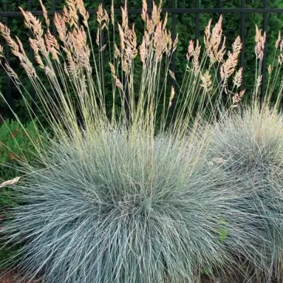 Овсянница ЭЛАЙДЖА БЛЮ в Сморгони