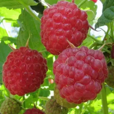 Малина НОВОСТЬ КУЗЬМИНА в Сморгони