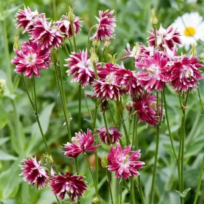 Аквилегия БАРЛОУ НОРА гибрид МакКаны в Сморгони