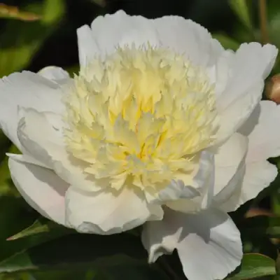 Пион ЗОЛОТАЯ ШПИЛЬКА травянистый в Сморгони