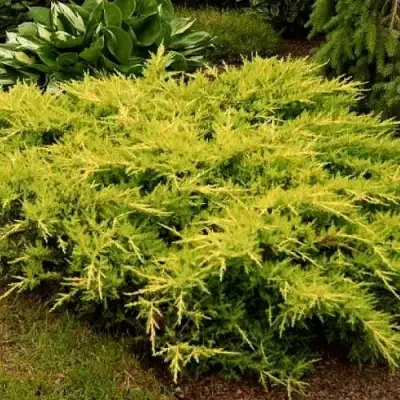 Можжевельник МОРДИГАН ГОЛД средний в Сморгони