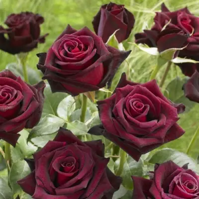 Роза БЛЭК БАККАРА чайно-гибридная в Сморгони