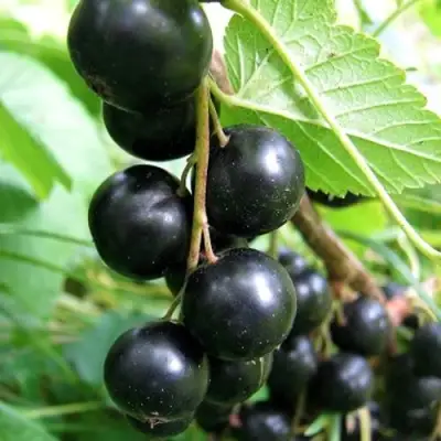 Смородина черная ЧЕРНООКАЯ в Сморгони