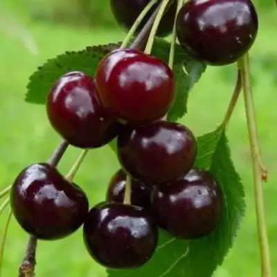 Вишня ЛАСУХА в Сморгони