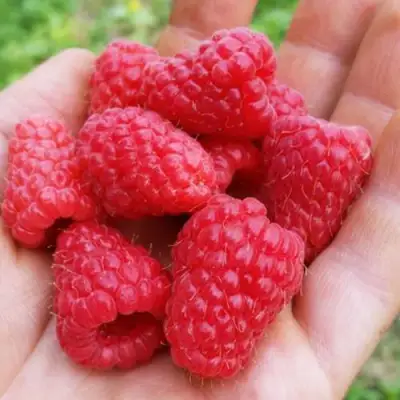 Малина ТУЛАМИН в Сморгони