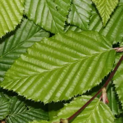 Граб японский в Сморгони