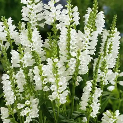 Физостегия АЛЬБА виргинская в Сморгони