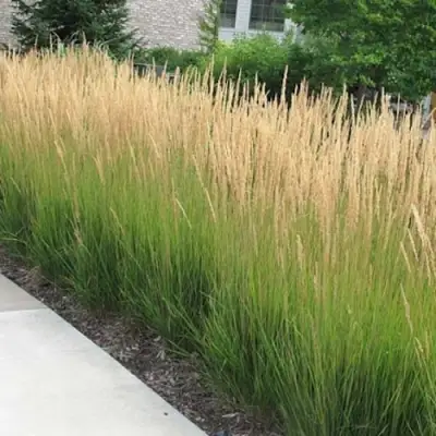 Вейник КАРЛ ФОРСТЕР остроцветковый в Сморгони