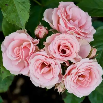 Роза КЛАССИК ЛИДИЯ спрей в Сморгони